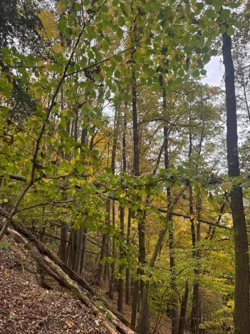 Prodej lesa, Přísečná, 15088 m2