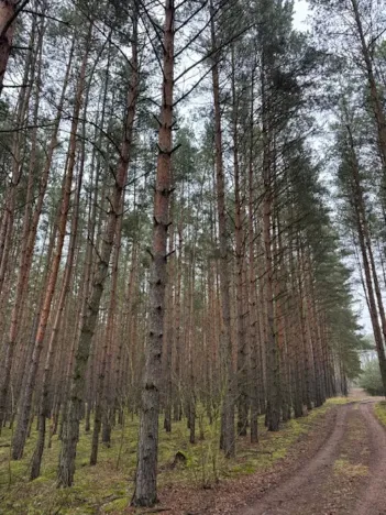 Prodej lesa, Libotenice, 17863 m2