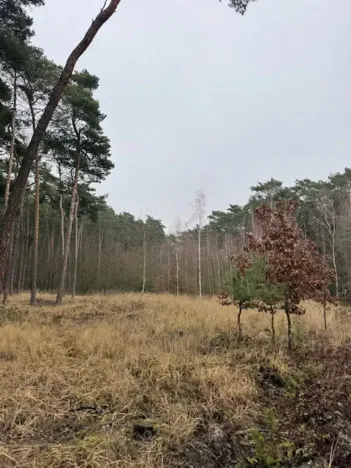 Prodej lesa, Libotenice, 17863 m2