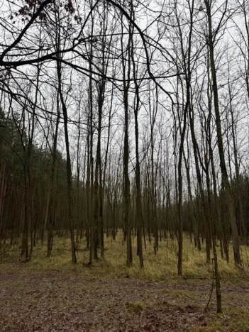 Prodej lesa, Libotenice, 63021 m2