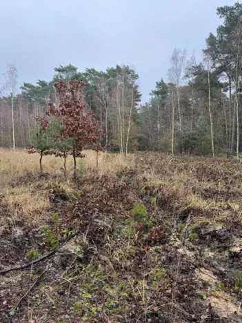 Prodej lesa, Libotenice, 63021 m2