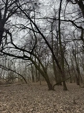 Prodej lesa, Veselí nad Moravou, 2272 m2