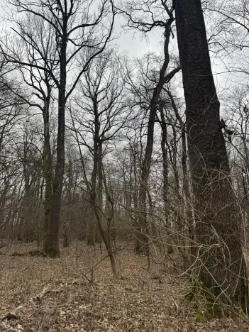 Prodej lesa, Veselí nad Moravou, 2272 m2