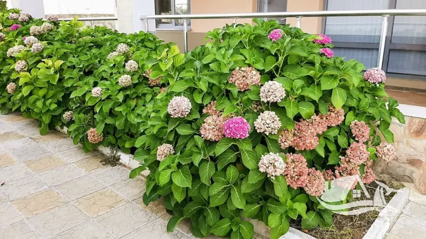 Prodej bytu 3+kk, Bjala, Bulharsko, 101 m2