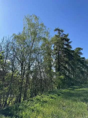 Prodej lesa, Žďárek, 11675 m2