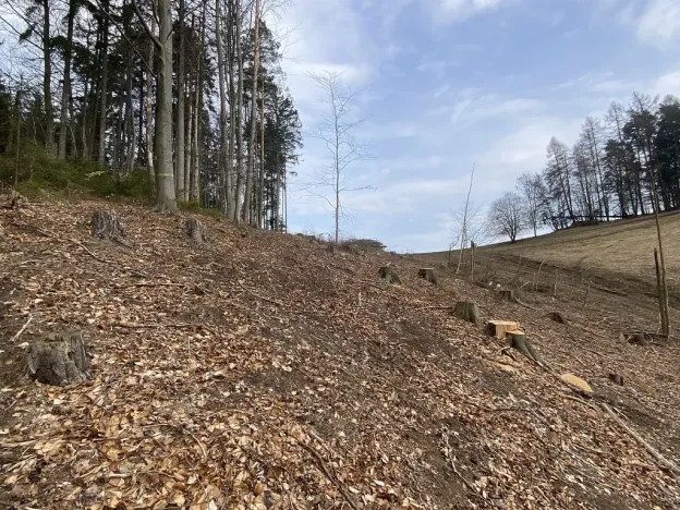 Prodej lesa, Zborov, 9290 m2