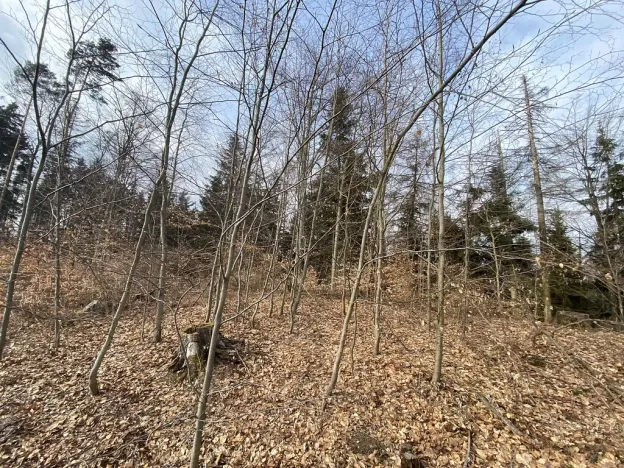 Prodej lesa, Zborov, 9290 m2