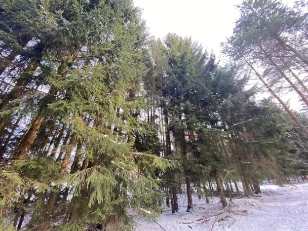 Prodej lesa, Volfířov - Brandlín, 3426 m2