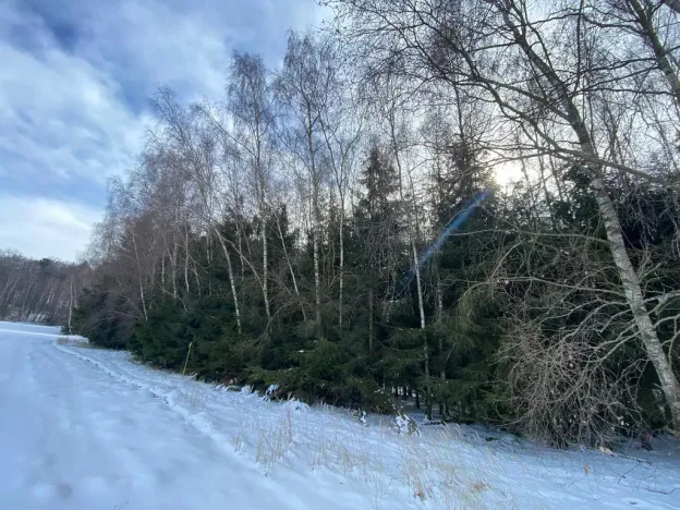 Prodej lesa, Volfířov - Brandlín, 3426 m2