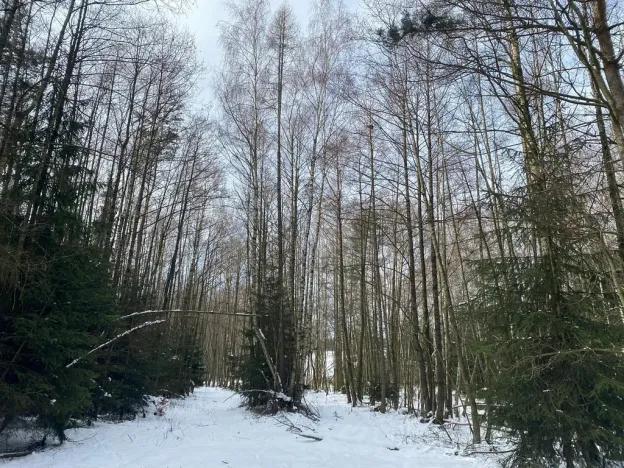 Prodej lesa, Volfířov - Brandlín, 3892 m2