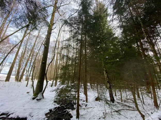 Prodej lesa, Volfířov - Brandlín, 3892 m2