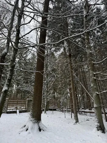 Prodej lesa, Olešník, 5100 m2