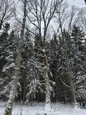 Prodej lesa, Olešník, 5100 m2