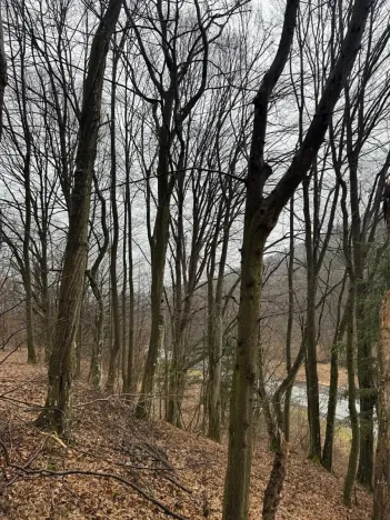 Prodej lesa, Huslenky, 16650 m2
