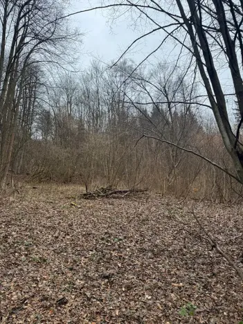 Prodej lesa, Huslenky, 16650 m2