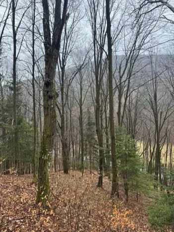 Prodej lesa, Huslenky, 16650 m2