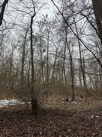 Prodej podílu lesa, Přerov nad Labem, 1596 m2