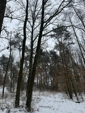 Prodej podílu lesa, Štítary, 3942 m2