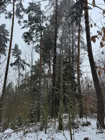 Prodej lesa, Milejovice, 2791 m2