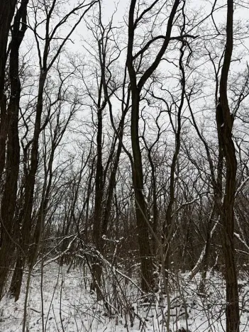 Prodej podílu lesa, Nikolčice, 3584 m2