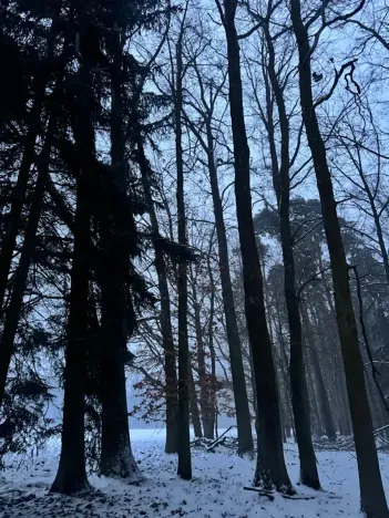 Prodej podílu lesa, Horšovský Týn, 4280 m2