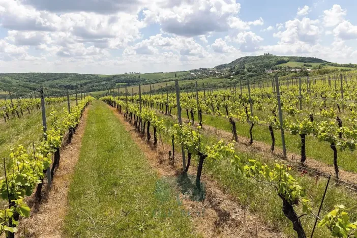 Prodej rodinného domu, Pavlov, Na Návsi, 200 m2