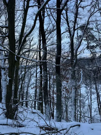 Prodej lesa, Dolní Bousov, 59634 m2