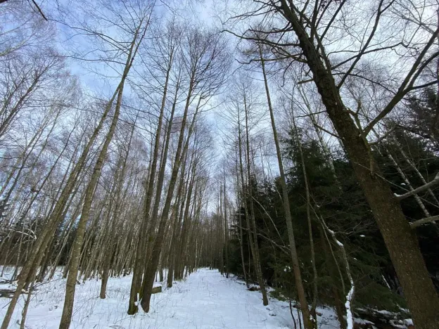 Prodej lesa, Volfířov - Brandlín, 3892 m2