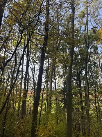 Prodej lesa, Jeníkovice, 12606 m2