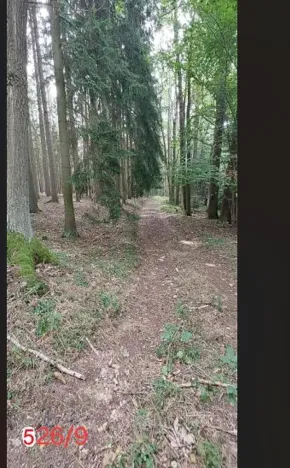 Prodej lesa, Červená Řečice, 150 m2