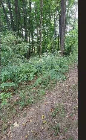 Prodej lesa, Červená Řečice, 136 m2