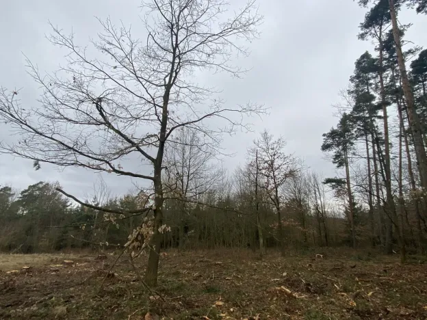 Prodej lesa, Blížejov - Lštění, 6627 m2