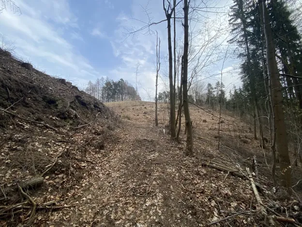 Prodej lesa, Zborov, 9290 m2