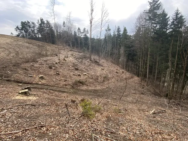 Prodej lesa, Zborov, 9290 m2