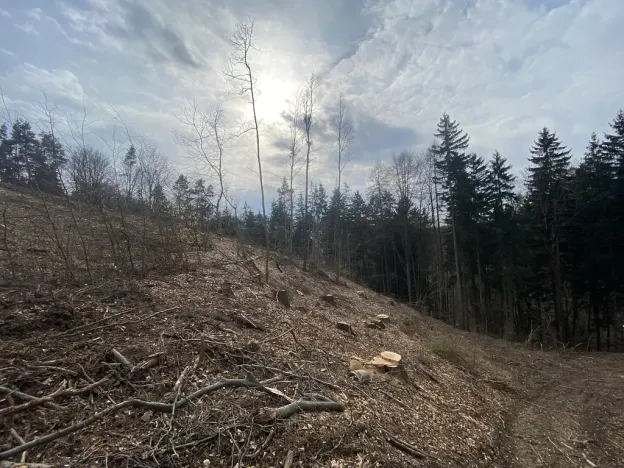 Prodej lesa, Zborov, 9290 m2