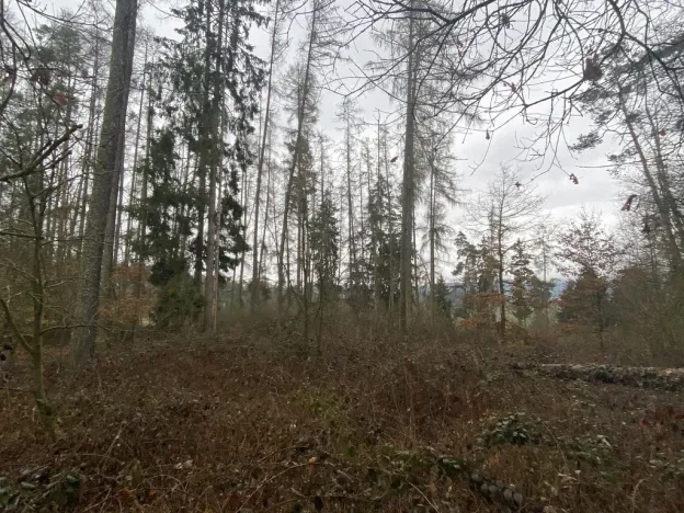 Prodej lesa, Blížejov - Lštění, 4624 m2