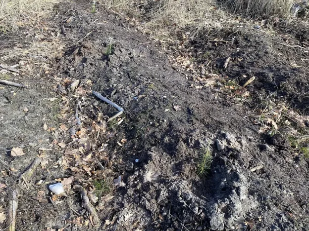 Prodej lesa, Veliny, 4968 m2