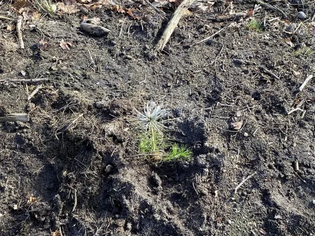 Prodej lesa, Veliny, 4968 m2