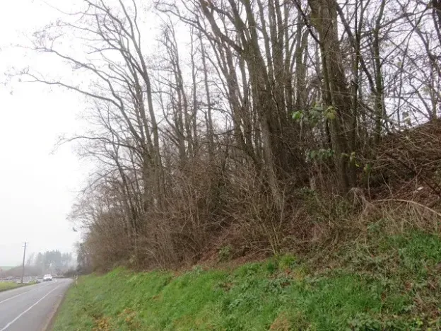 Dražba lesa, Zlín, 6641 m2