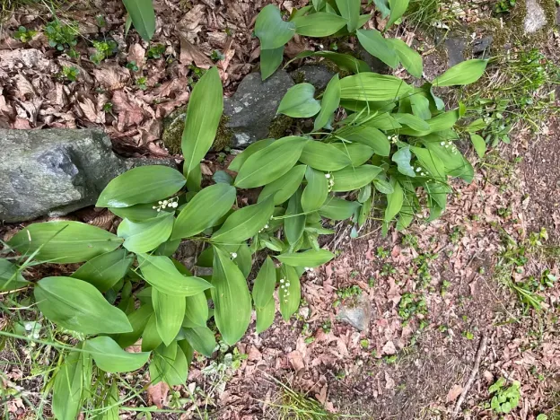 Prodej chaty, Kaliště, 30 m2