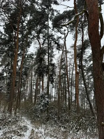 Prodej lesa, Prokopov, 2228 m2