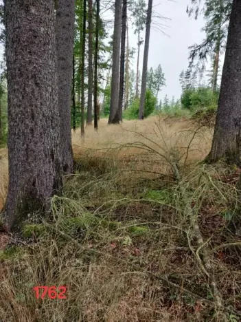Prodej lesa, Nový Rychnov, 7440 m2