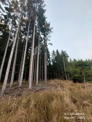 Prodej lesa, Pošná, 12283 m2