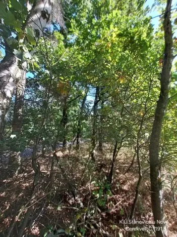 Prodej lesa, Nová Cerekev, 1967 m2