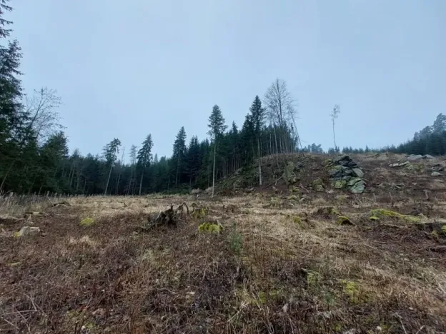 Prodej lesa, Široký Důl, 1408 m2