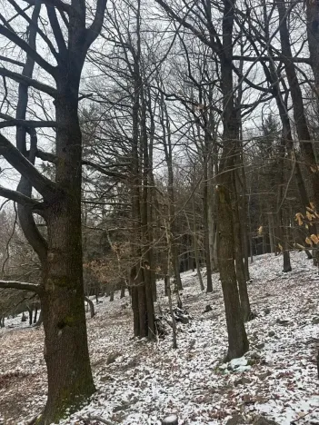 Prodej lesa, Vlčková, 3331 m2