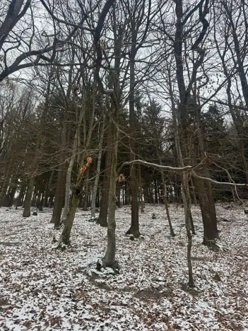 Prodej lesa, Vlčková, 3331 m2