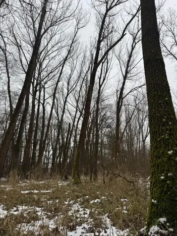 Prodej lesa, Přerov nad Labem, 2268 m2