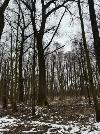 Prodej lesa, Přerov nad Labem, 2268 m2