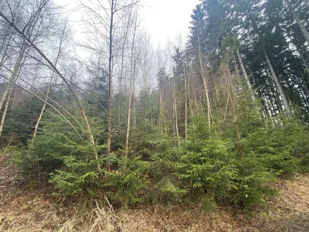 Prodej lesa, Kolinec - Buršice, 3423 m2